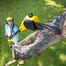 Best Stump Grinding and Removal  in Empire, CA