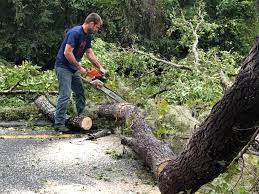 Best Hedge Trimming  in Empire, CA