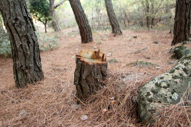 Best Storm Damage Tree Cleanup  in Empire, CA