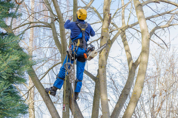 Best Seasonal Cleanup (Spring/Fall)  in Empire, CA