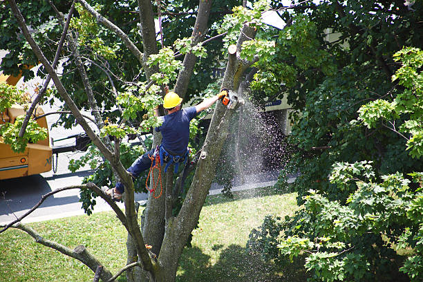 Best Tree Removal  in Empire, CA