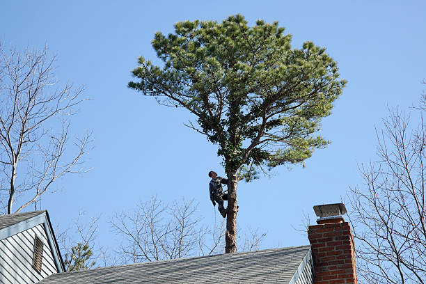 How Our Tree Care Process Works  in  Empire, CA