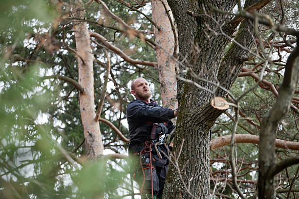 Tree and Shrub Care in Empire, CA